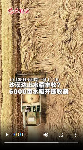 沙漠边上水稻丰收？6000亩水稻开镰收割