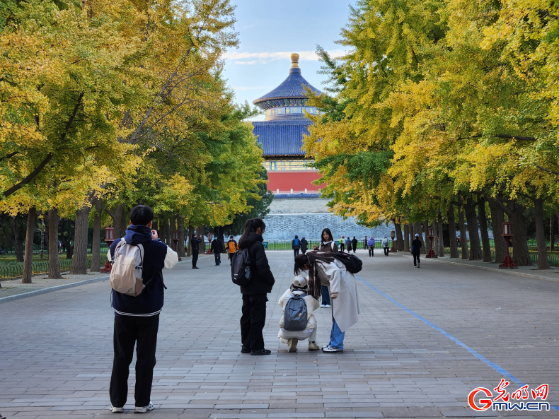 北京：银杏金黄暖初冬