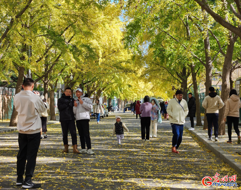 北京：银杏金黄暖初冬