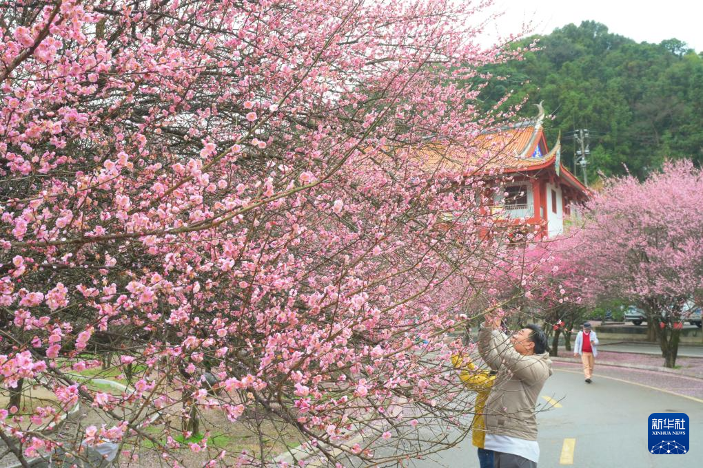 福州：千年古刹举办梅花文化节