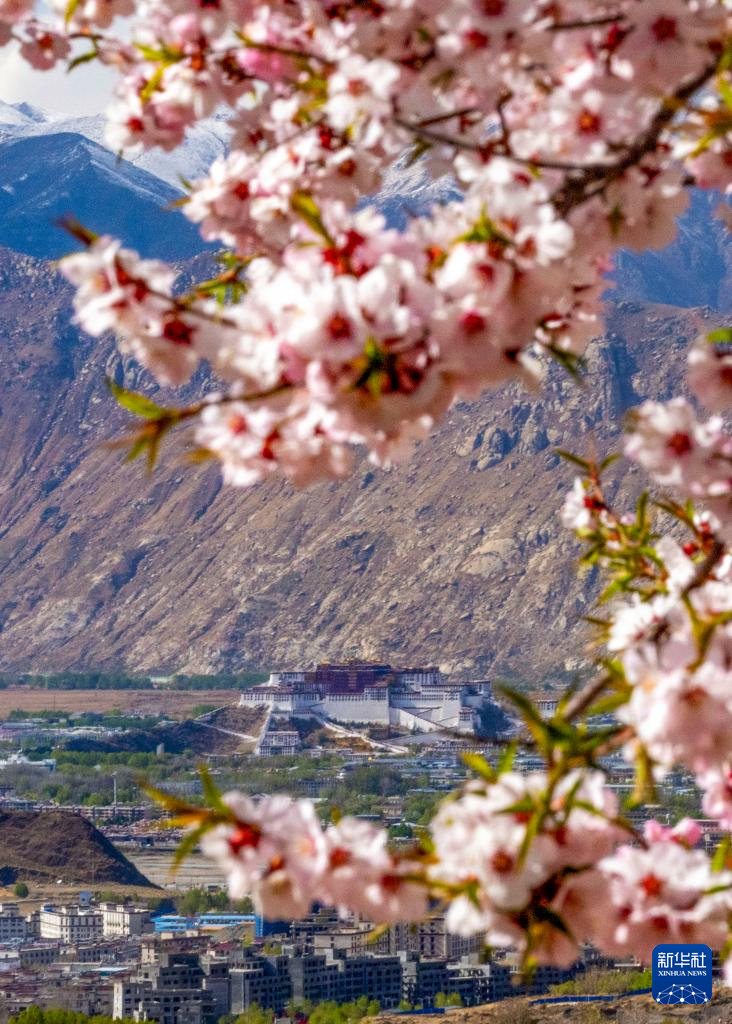 西藏拉萨：桃花映古城