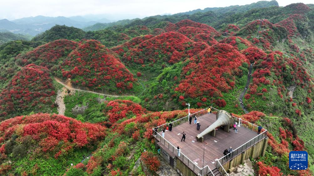 贵州：鹃红满山美如画