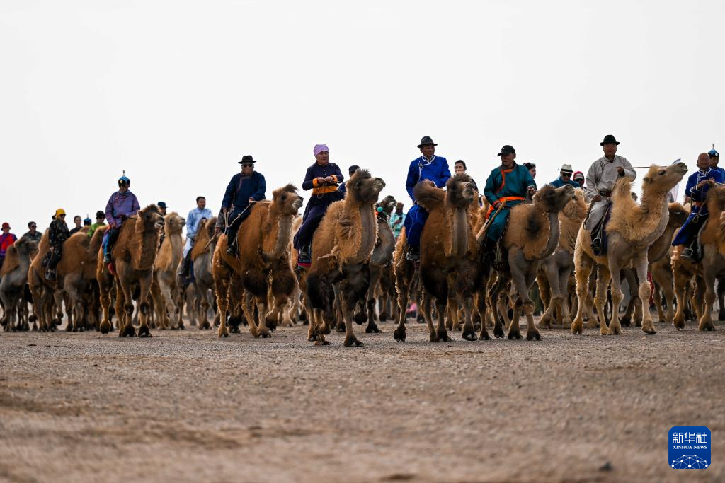 戈壁大漠 驼羔盛会