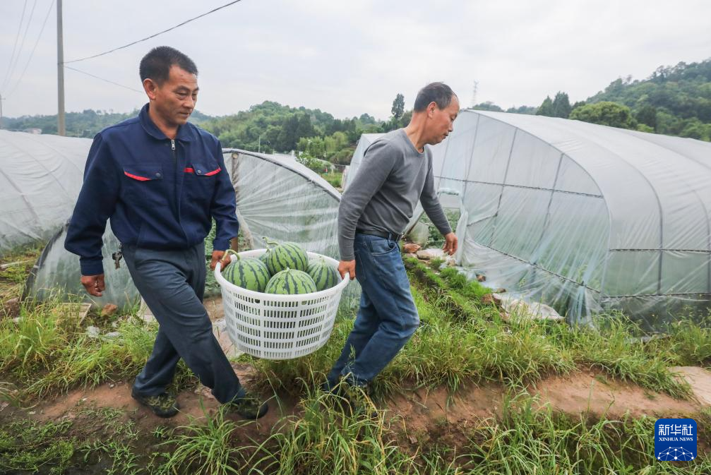 浙江建德：头茬西瓜“五一”抢鲜上市