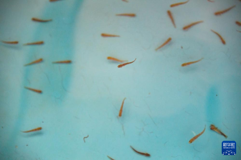 国家一级保护动物川陕哲罗鲑全人工繁殖成功