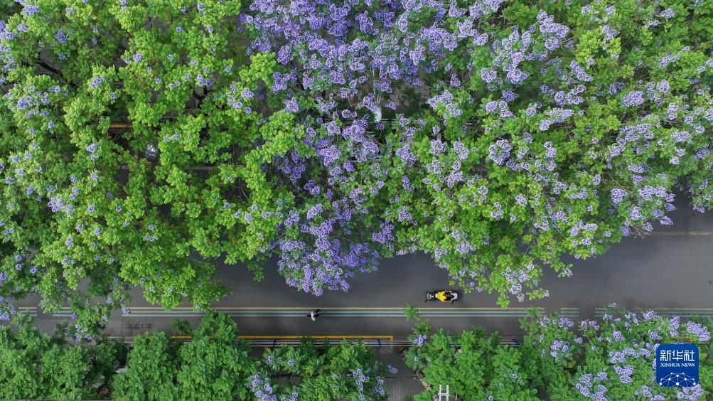 四川遂宁：蓝花楹扮靓城市