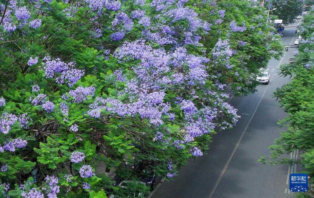 四川遂宁：蓝花楹扮靓城市