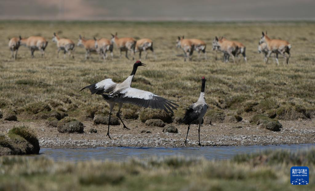 神奇动物在西藏｜黑颈鹤即将迎来新一代