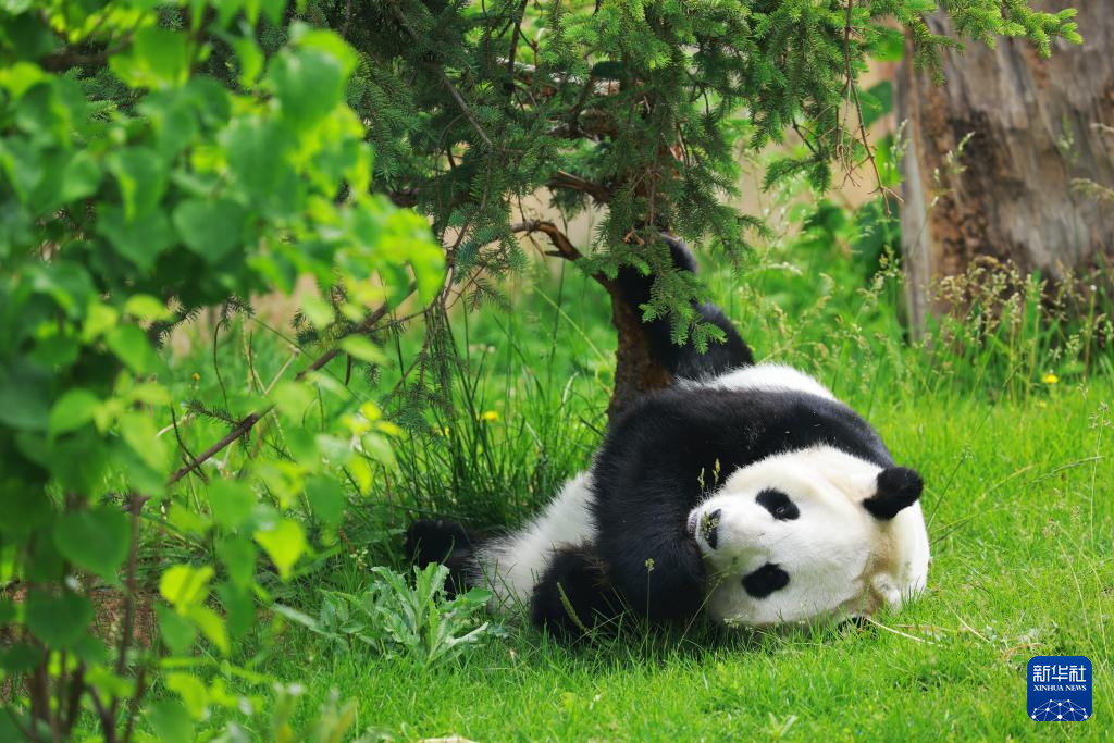 青海西宁：大熊猫的高原夏日生活