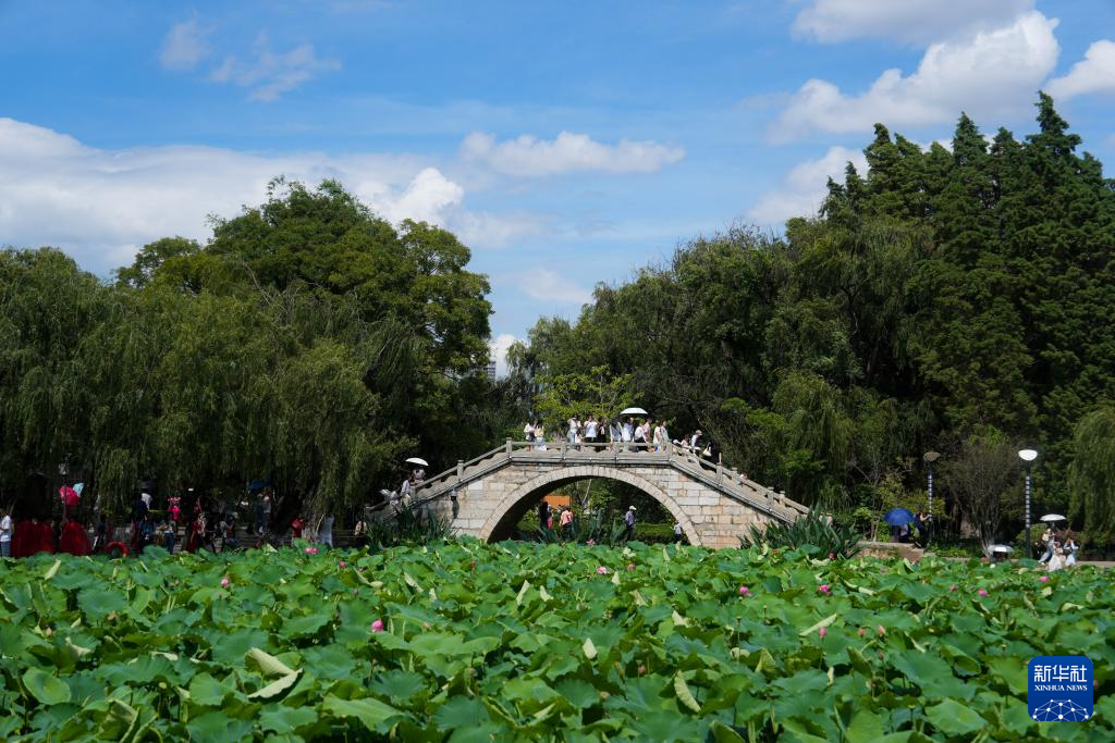 昆明：荷花盛开引客来