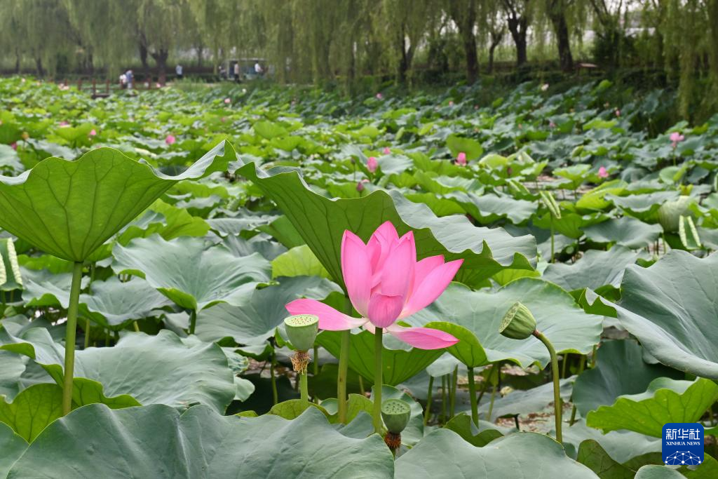 白洋淀荷塘美景引游人