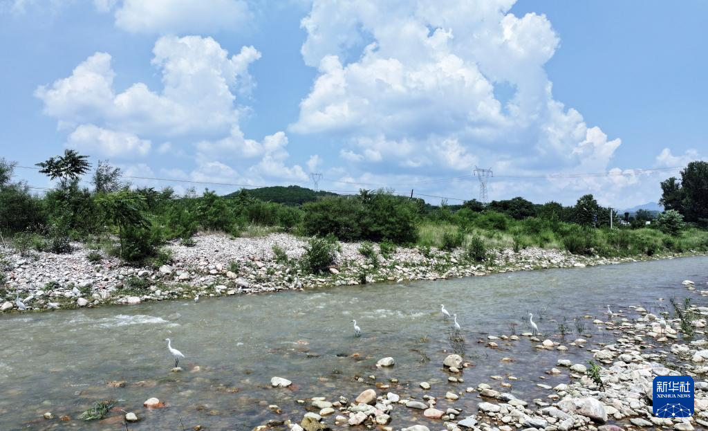 白鹭翔集山水间