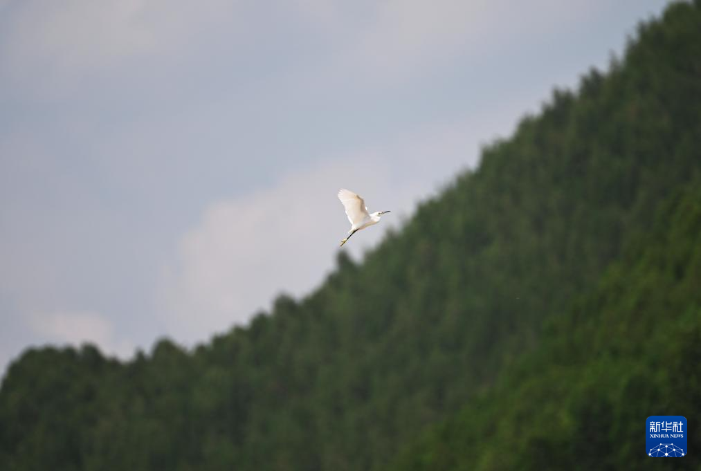 白鹭翔集山水间