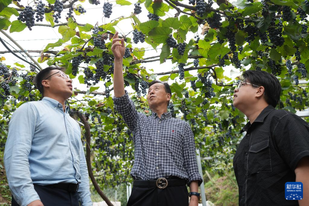 返乡青年徐豪：刺葡萄种植带动共富