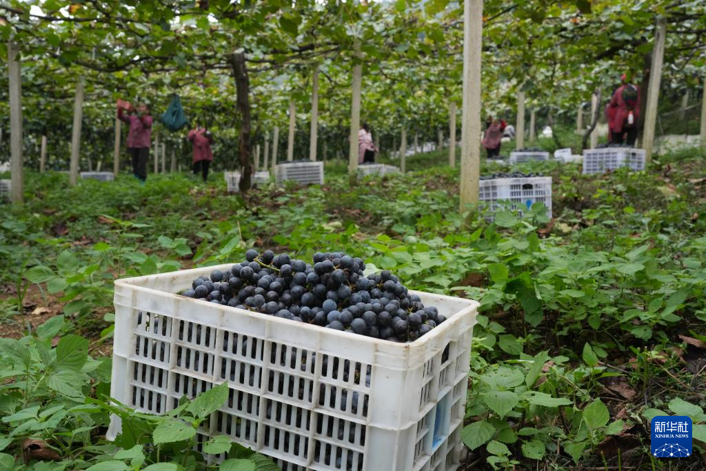 返乡青年徐豪：刺葡萄种植带动共富