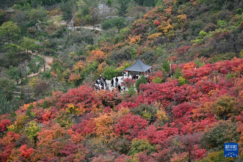 北京坡峰岭：秋日红叶引游人