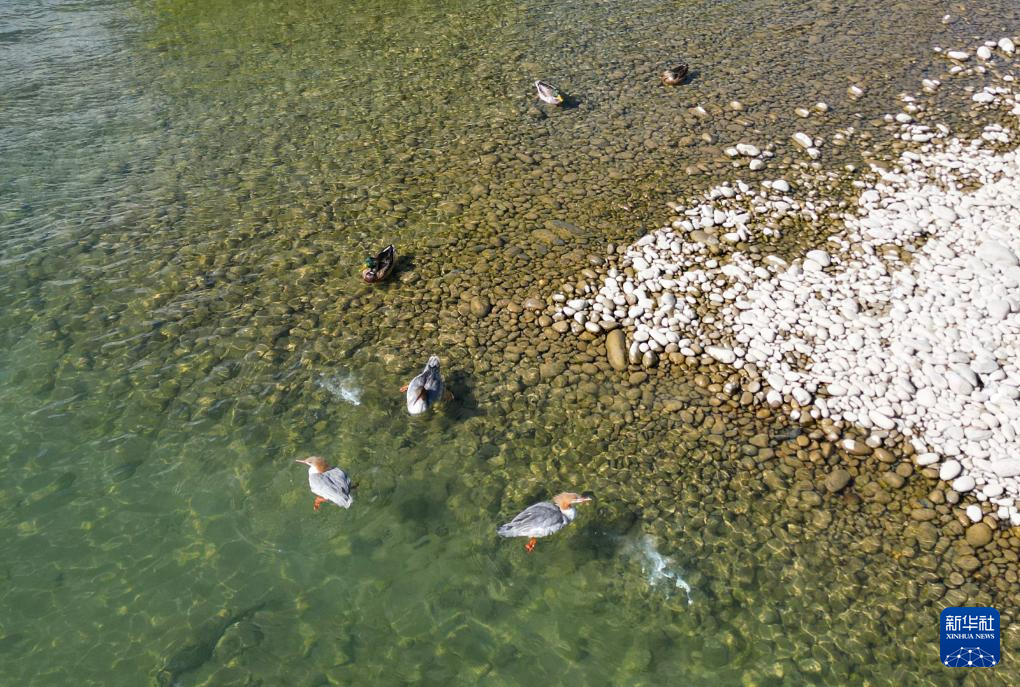 西藏林芝：加强生态保护 维护湿地健康