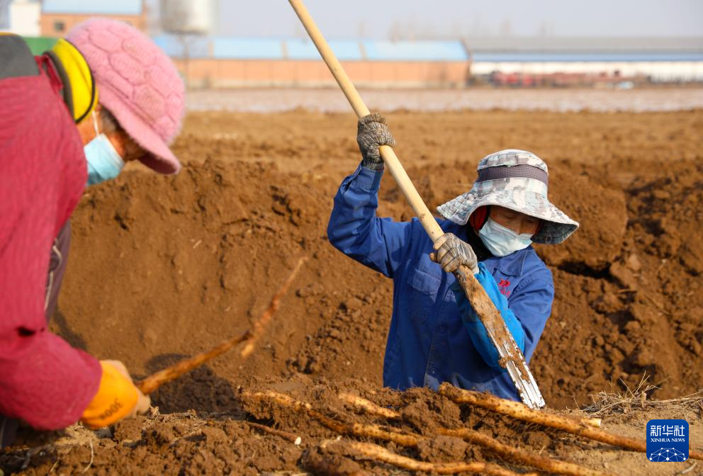 河南温县：山药产业助推乡村振兴