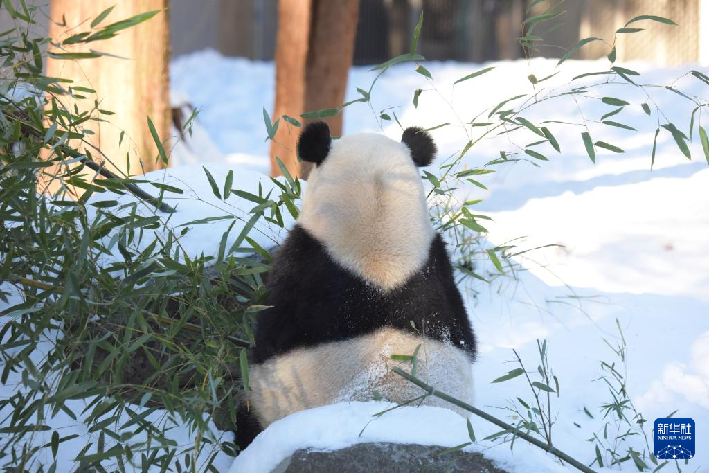 雪中展身手 旅美熊猫“显功夫”