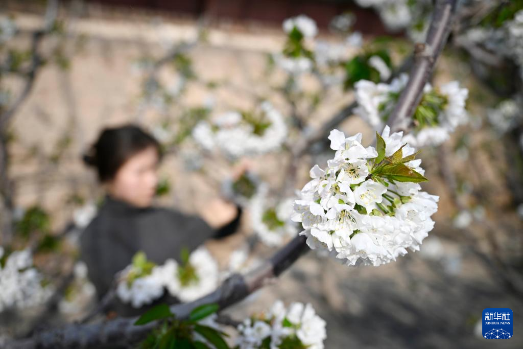 人勤春来早 新春花满棚