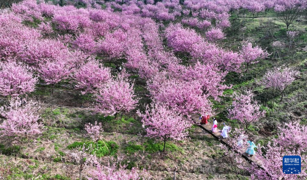 诗意中国丨莺鸣一两啭，花树数重开