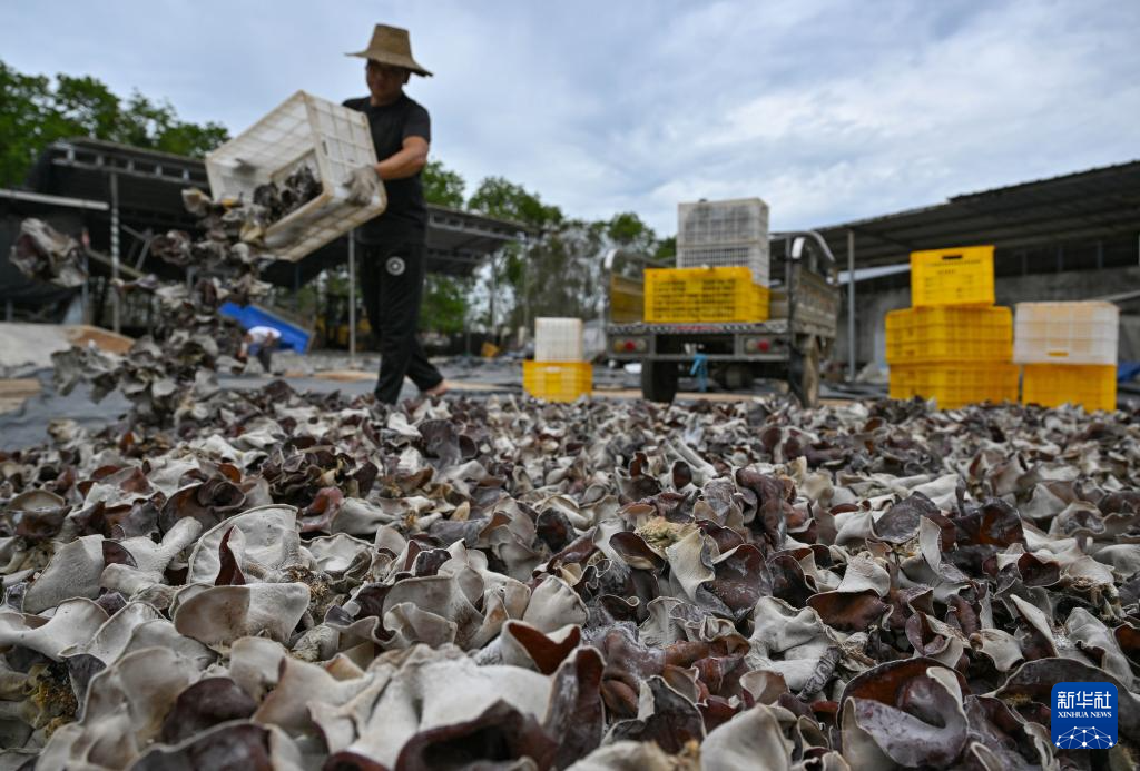 海南：食用菌科技小院助农增收