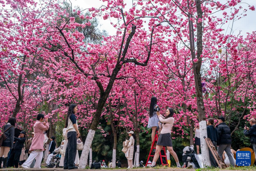 云南昆明：樱花绚烂春意浓