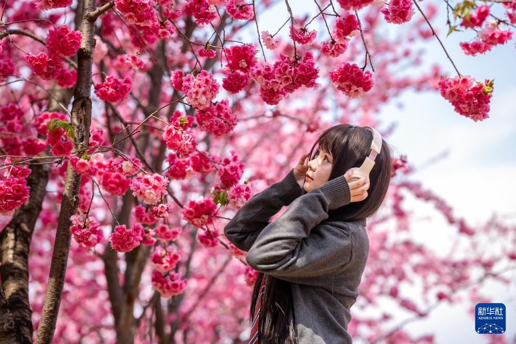 云南昆明：樱花绚烂春意浓