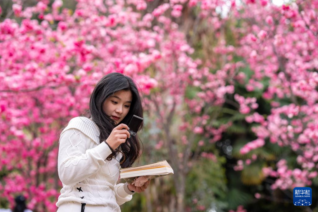 云南昆明：樱花绚烂春意浓