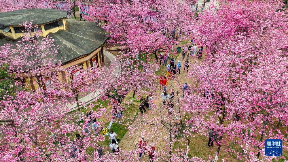 云南昆明：樱花绚烂春意浓