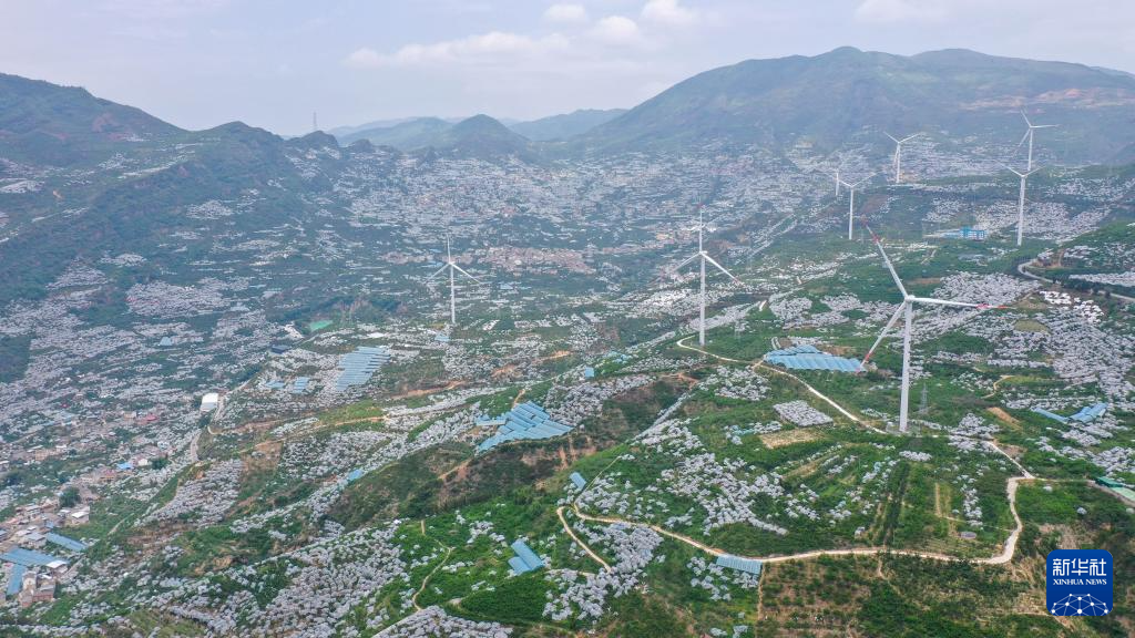 四川汉源：樱桃红 果农忙