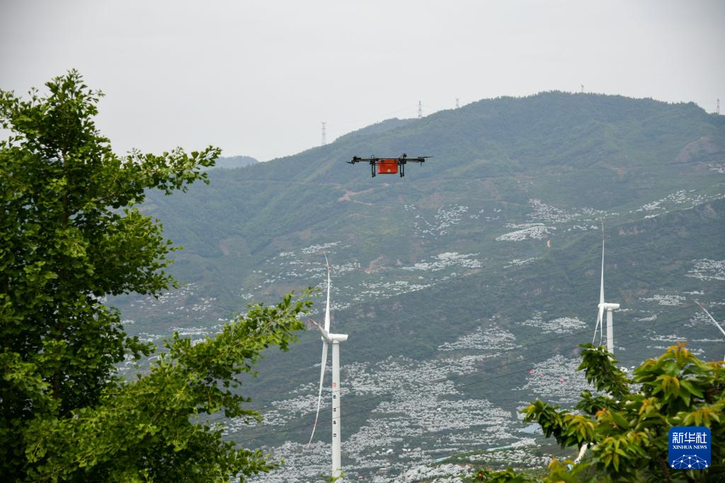 四川汉源：樱桃红 果农忙