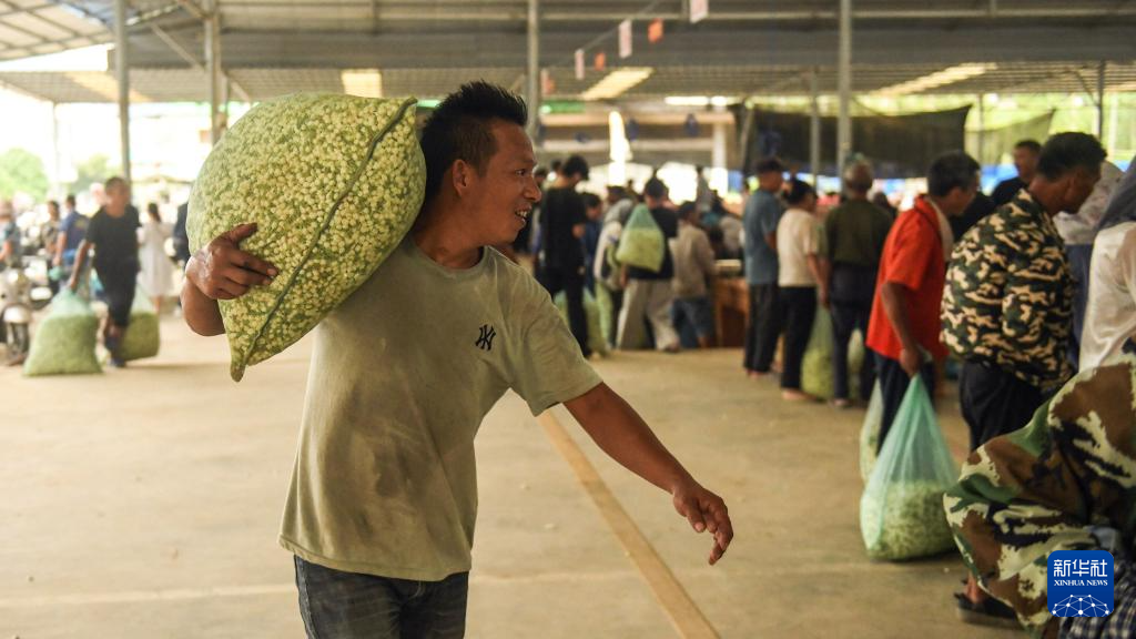 这座小城的茉莉花香飘世界