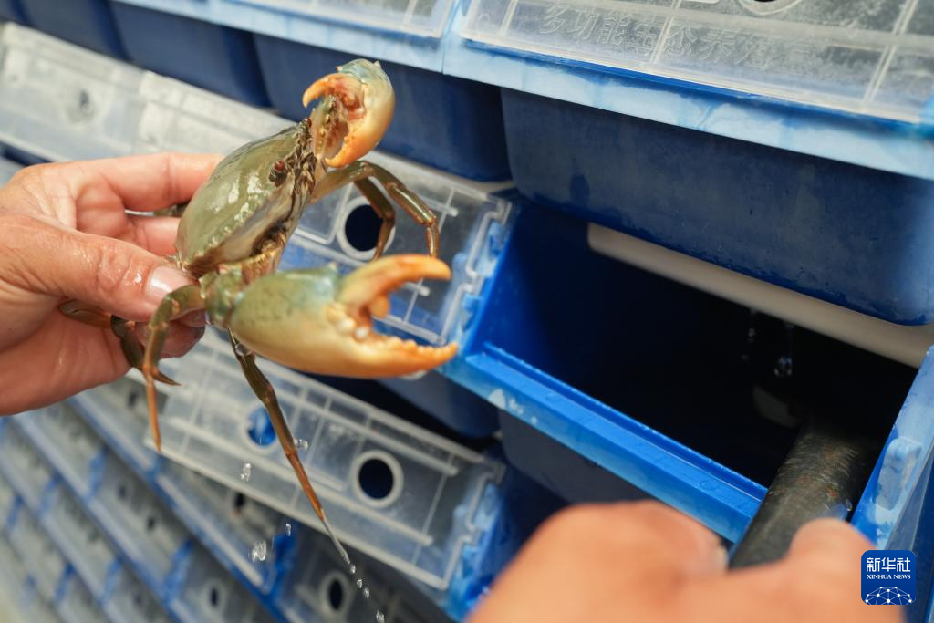 浙江：三门湾青蟹迎丰收