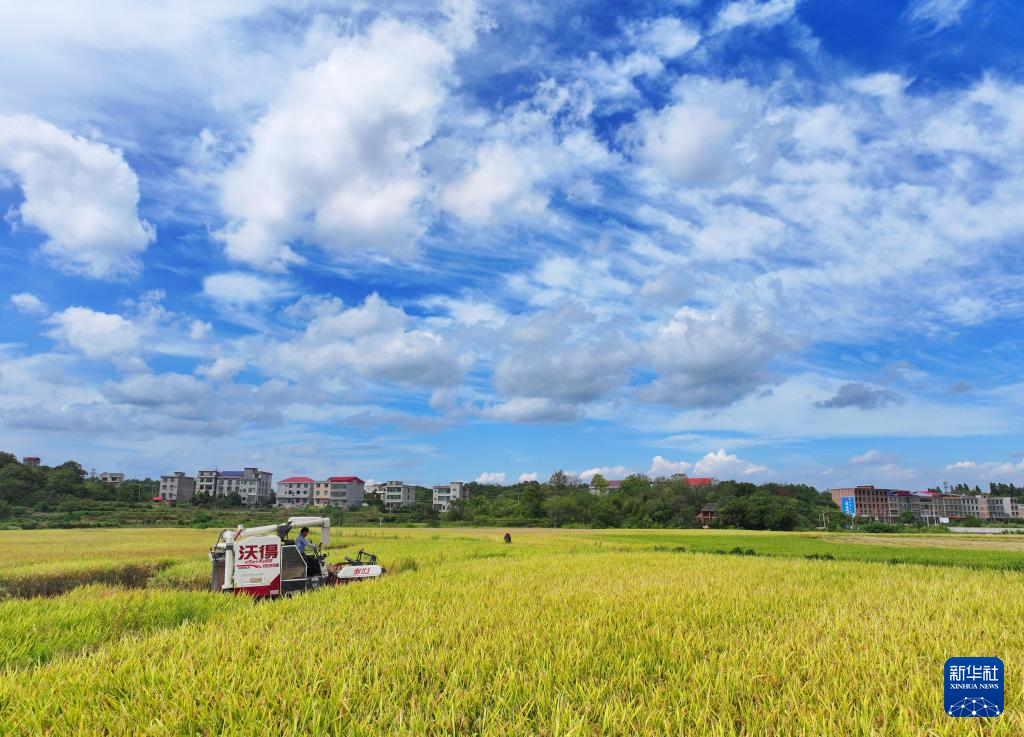 金秋好“丰”景