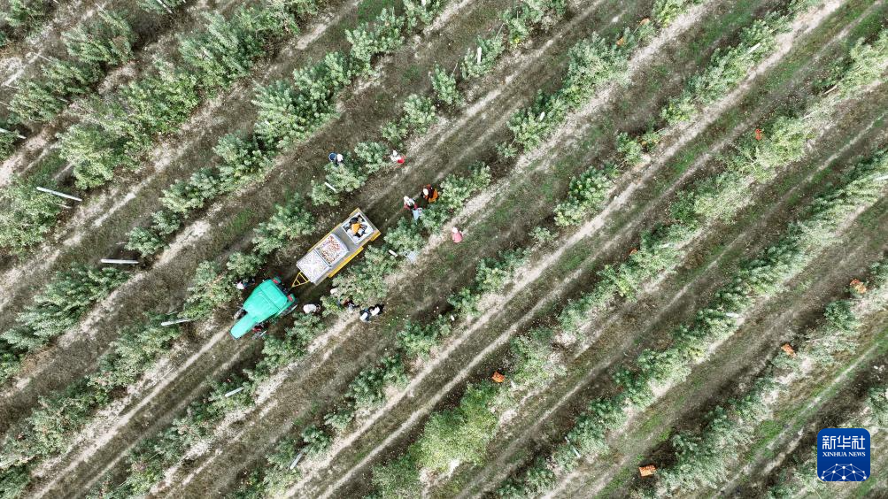 宁夏中卫:“旱苹果”迎丰收