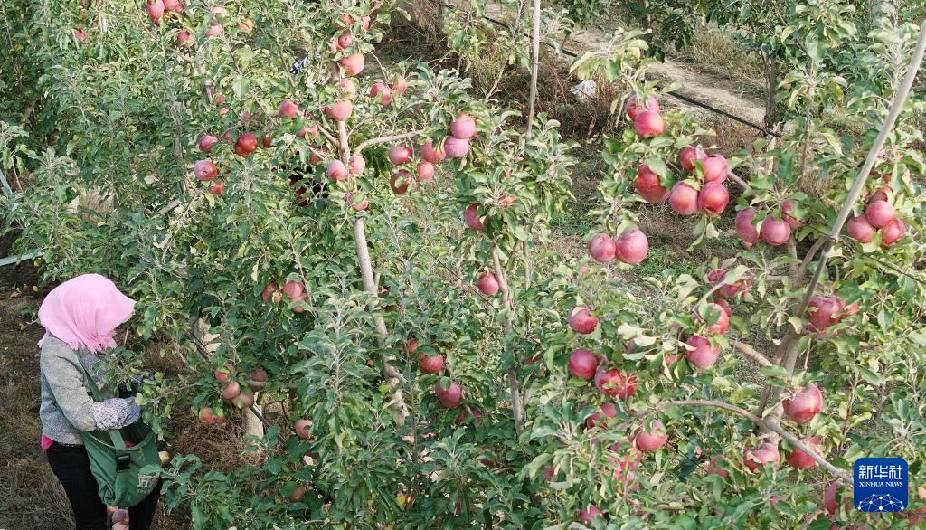宁夏中卫:“旱苹果”迎丰收