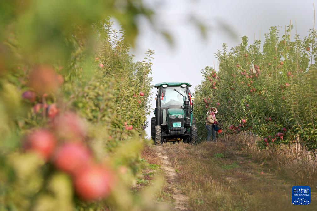 宁夏中卫:“旱苹果”迎丰收