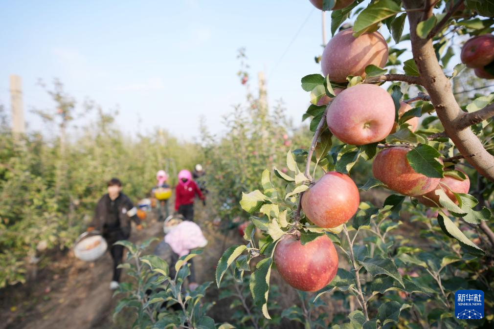 宁夏中卫:“旱苹果”迎丰收