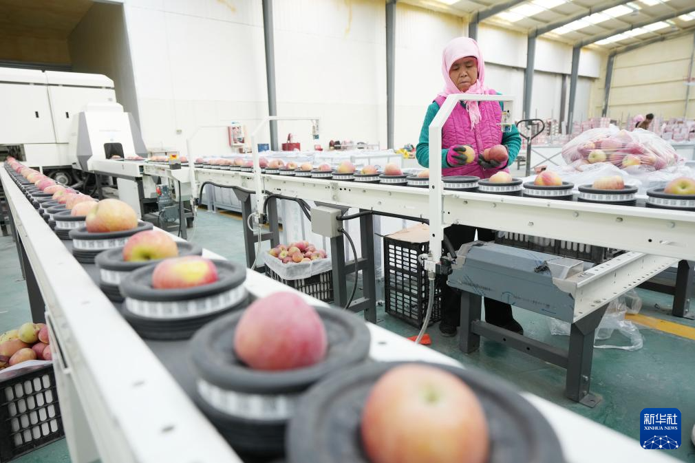 宁夏中卫:“旱苹果”迎丰收