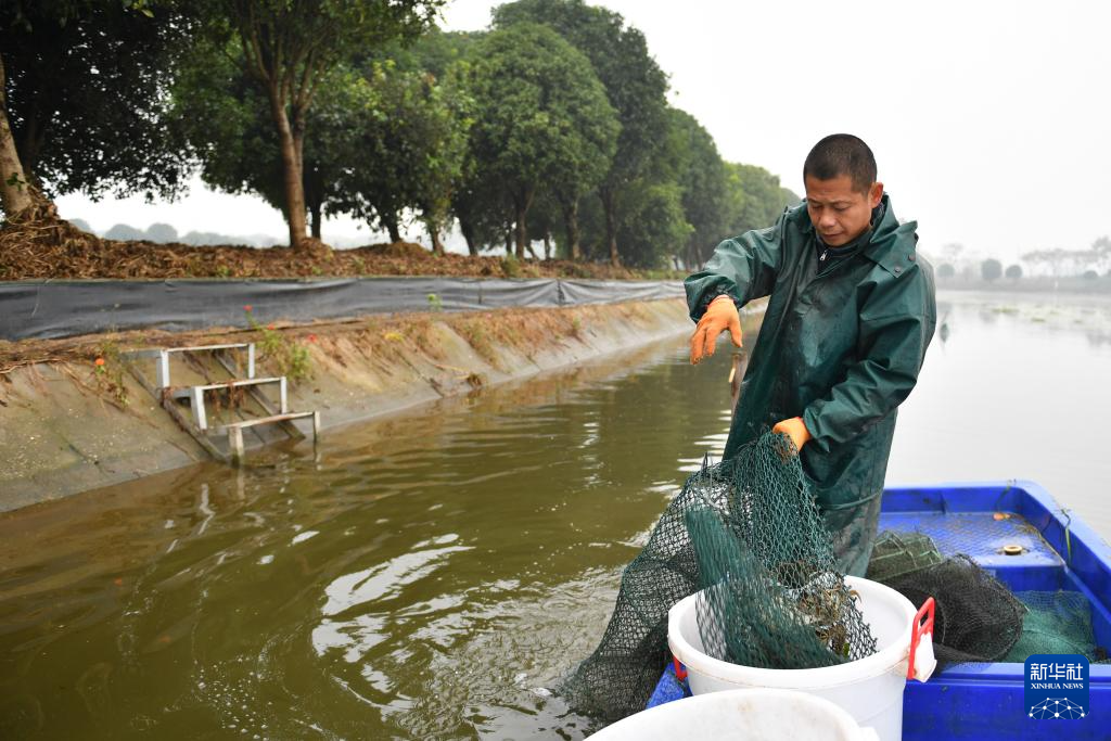 洞庭金秋蟹儿肥
