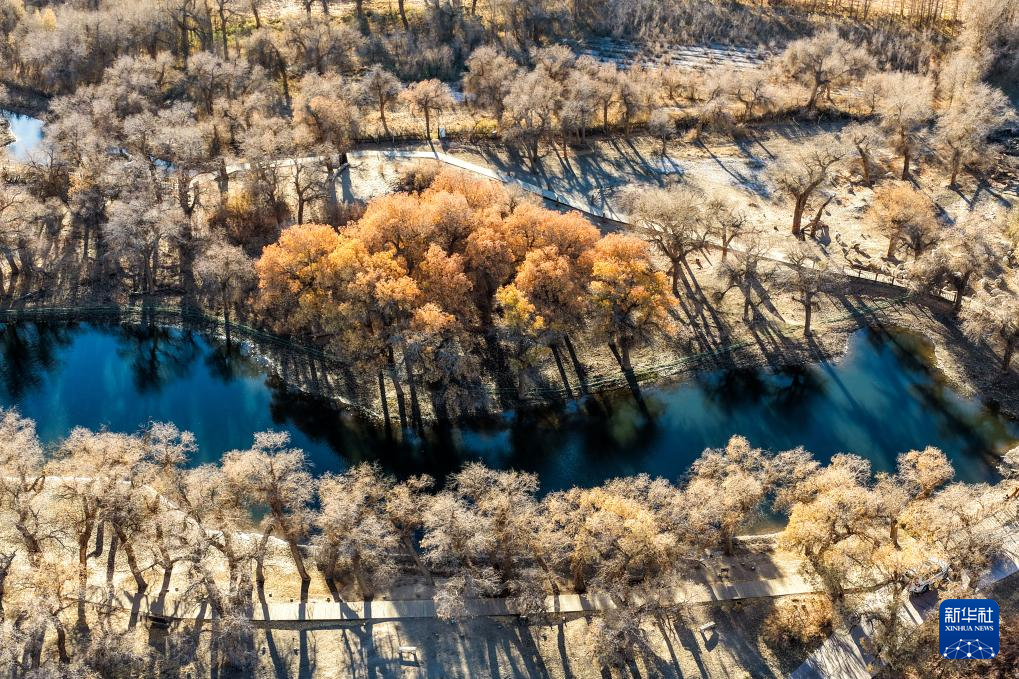 美丽中国丨额济纳:晚秋胡杨美