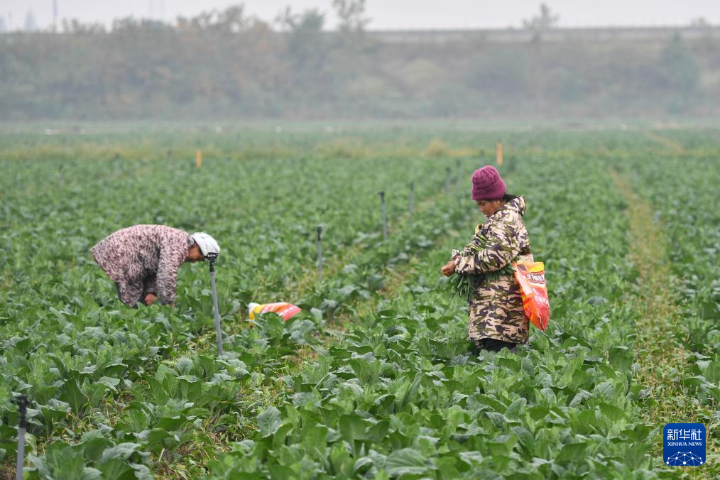 湖南沅江:“稻菜轮作”助农增收