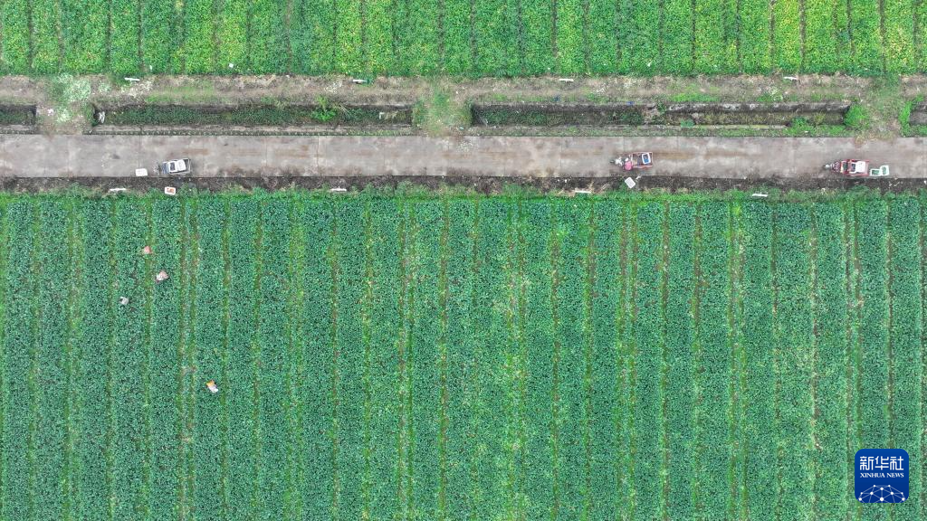 湖南沅江:“稻菜轮作”助农增收