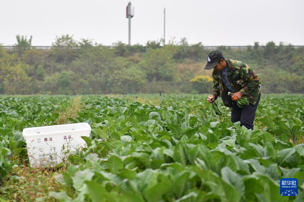 湖南沅江:“稻菜轮作”助农增收