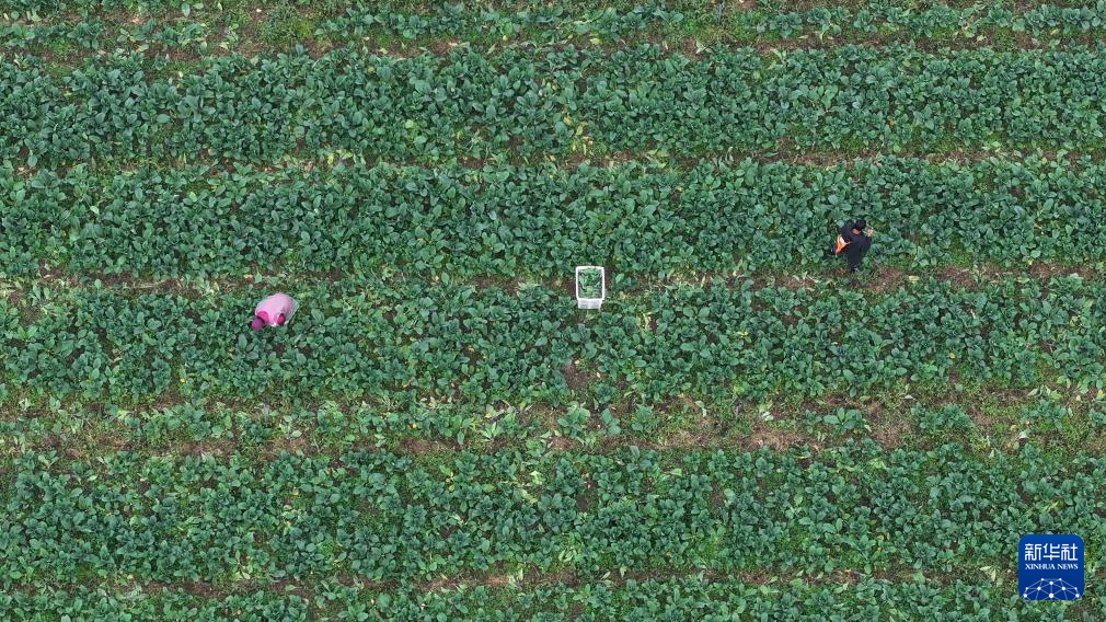 湖南沅江:“稻菜轮作”助农增收