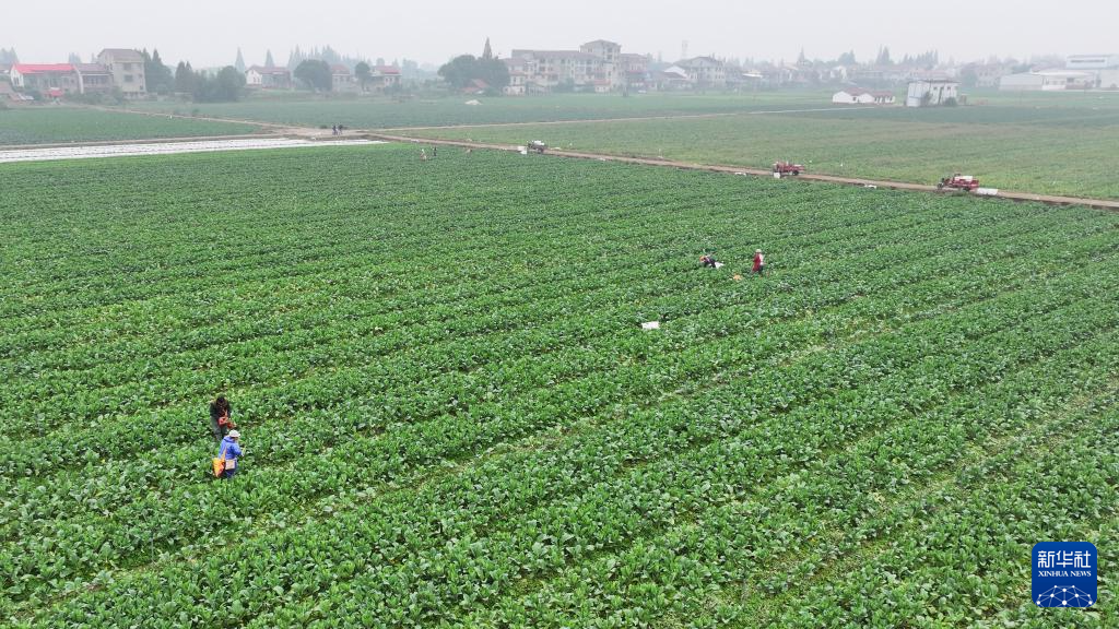 湖南沅江:“稻菜轮作”助农增收