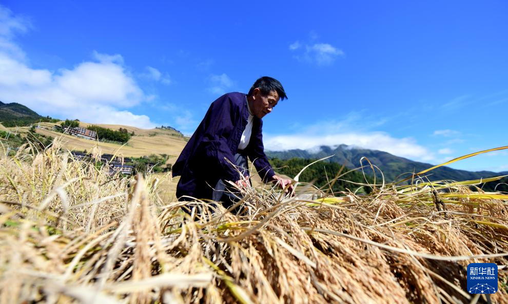 龙脊梯田 水稻丰收