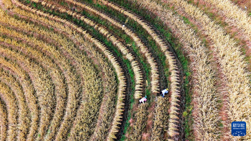 龙脊梯田 水稻丰收