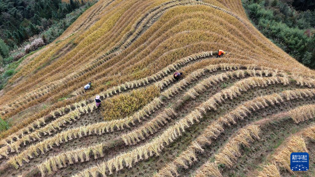 龙脊梯田 水稻丰收